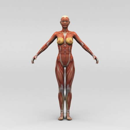 Athletic female human anatomy and musclesの写真素材