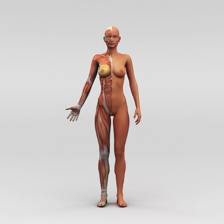 Athletic female human anatomy and musclesの写真素材