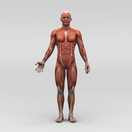 Male human anatomy and musclesの写真素材