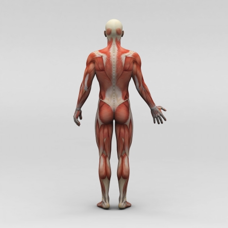 Male human anatomy and musclesの写真素材