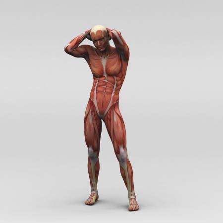 Male human anatomy and musclesの写真素材
