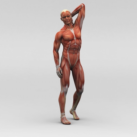 Male human anatomy and musclesの写真素材