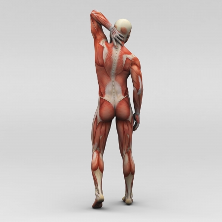 Male human anatomy and musclesの写真素材