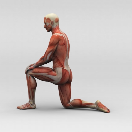 Male human anatomy and musclesの写真素材