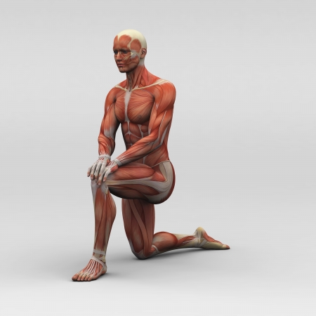 Male human anatomy and musclesの写真素材