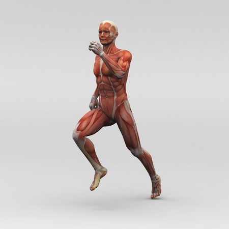 Male human anatomy and musclesの写真素材