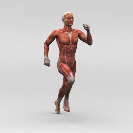 Male human anatomy and musclesの写真素材