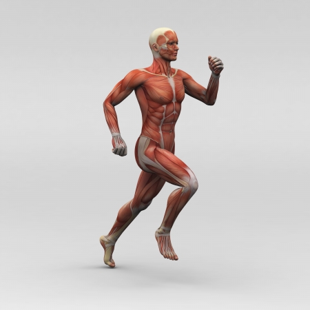 Male human anatomy and musclesの写真素材