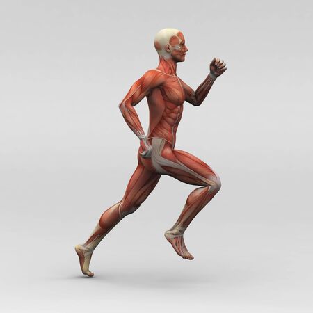 Male human anatomy and musclesの写真素材