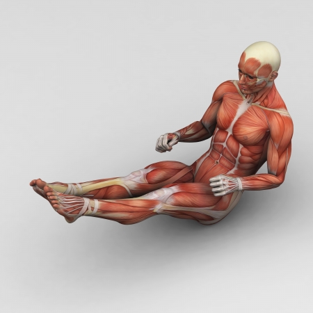 Male human anatomy and musclesの写真素材