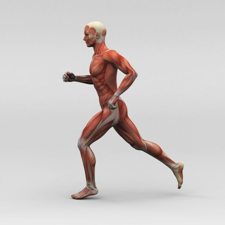 Male human anatomy and musclesの写真素材
