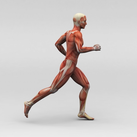Male human anatomy and musclesの写真素材
