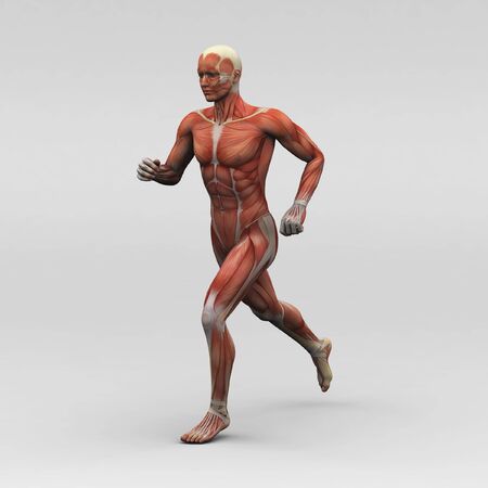 Male human anatomy and musclesの写真素材