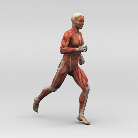 Male human anatomy and musclesの写真素材