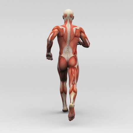 Male human anatomy and musclesの写真素材