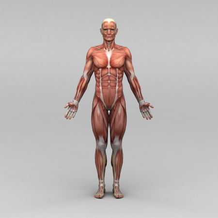 Athletic male human anatomy and musclesの写真素材