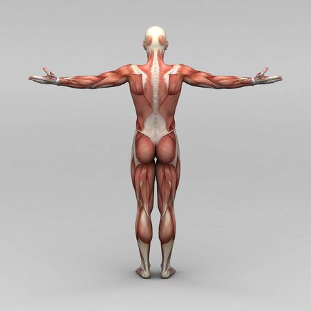 Athletic male human anatomy and musclesの写真素材