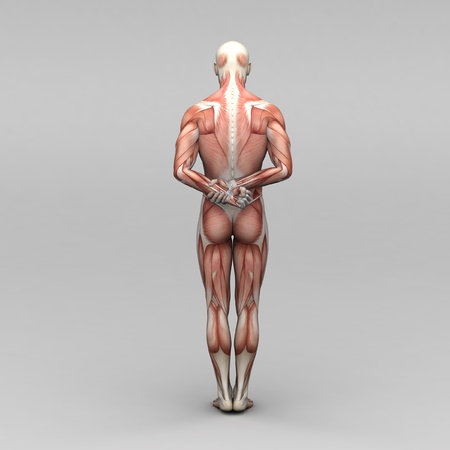 Athletic male human anatomy and musclesの写真素材