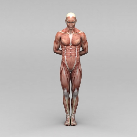 Athletic male human anatomy and musclesの写真素材