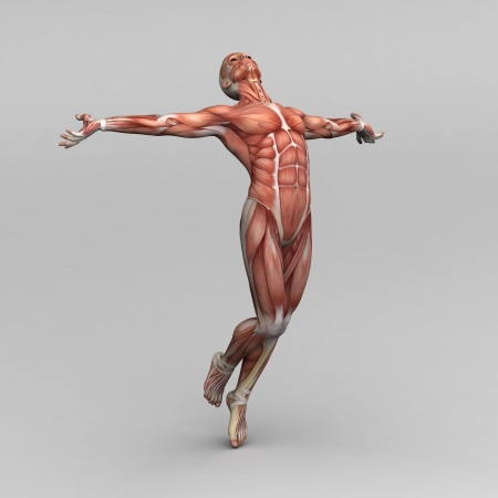 Athletic male human anatomy and musclesの写真素材