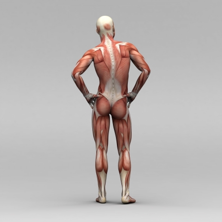 Athletic male human anatomy and musclesの写真素材