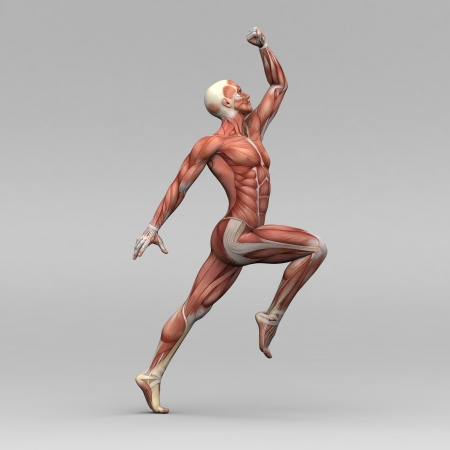 Athletic male human anatomy and musclesの写真素材