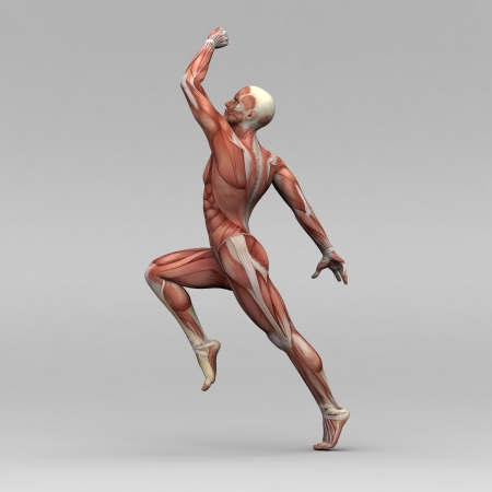 Athletic male human anatomy and musclesの写真素材
