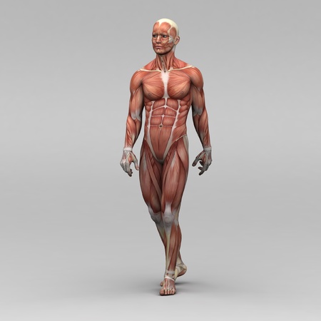 Athletic male human anatomy and musclesの写真素材