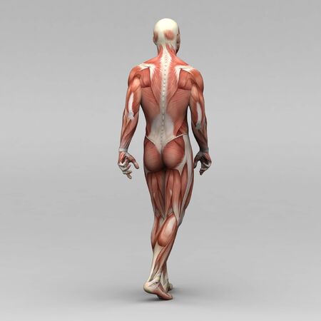 Athletic male human anatomy and musclesの写真素材