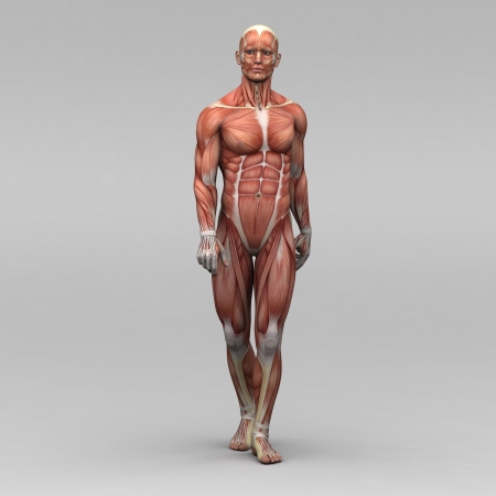 Athletic male human anatomy and musclesの写真素材