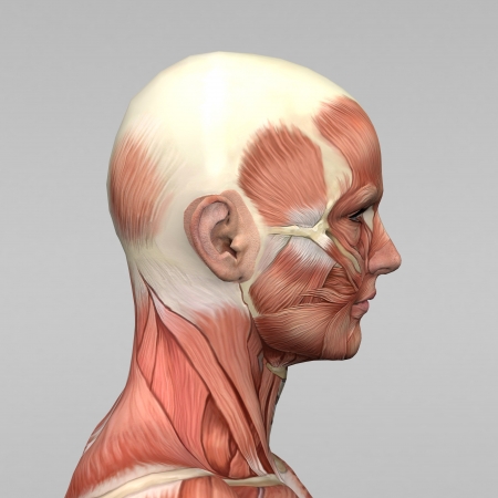Athletic male human anatomy and musclesの写真素材