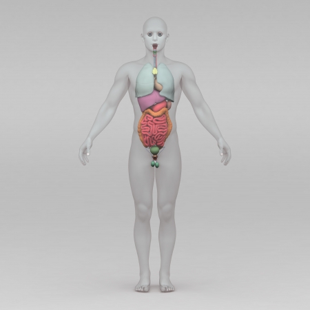 Athletic male human anatomy and organsの写真素材