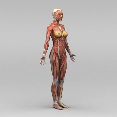 Female human anatomy and musclesの写真素材