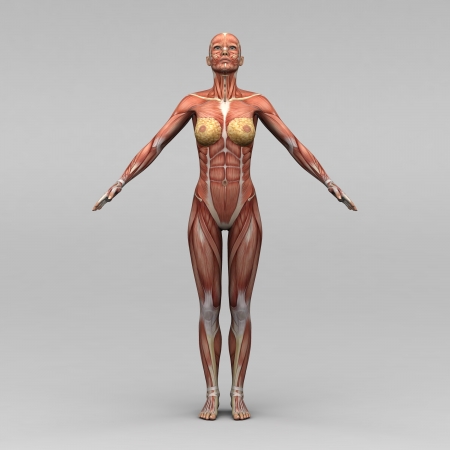 Female human anatomy and musclesの写真素材
