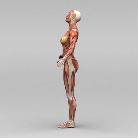 Female human anatomy and musclesの写真素材