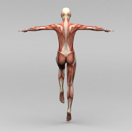 Female human anatomy and musclesの写真素材