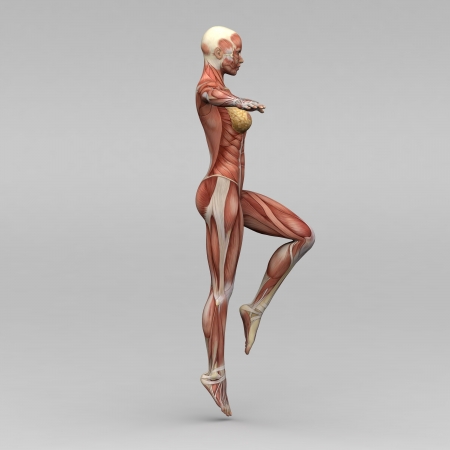 Female human anatomy and musclesの写真素材