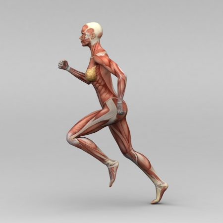 Female human anatomy and musclesの写真素材