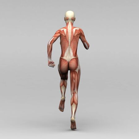 Female human anatomy and musclesの写真素材