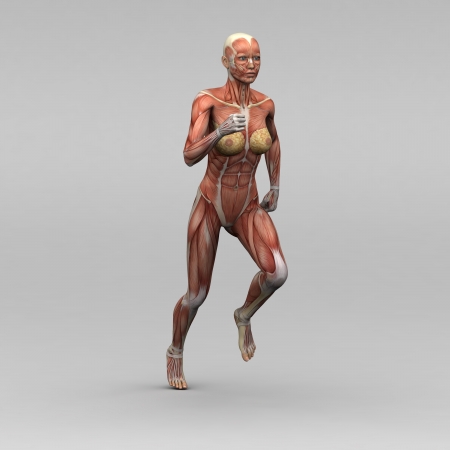 Female human anatomy and musclesの写真素材
