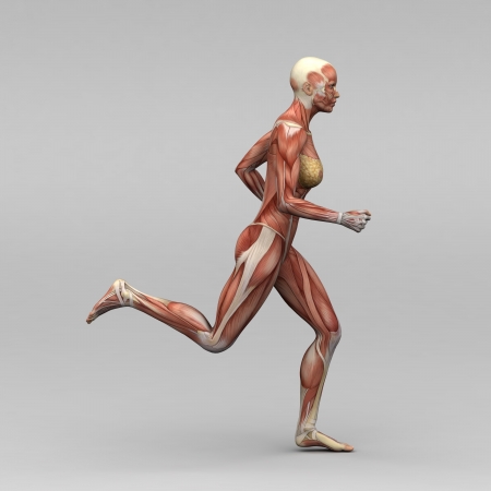 Female human anatomy and musclesの写真素材