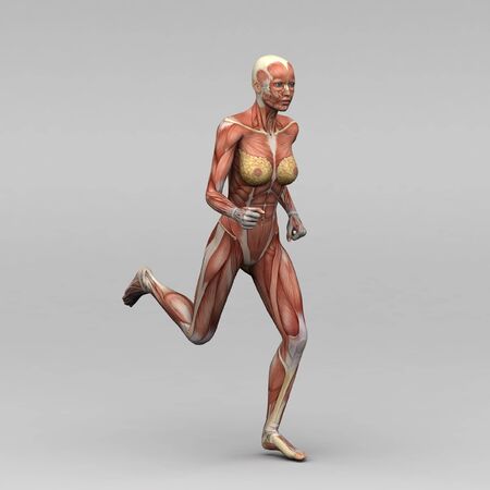 Female human anatomy and musclesの写真素材