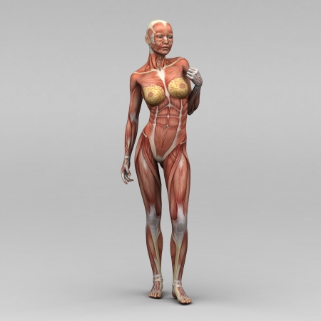 Female human anatomy and musclesの写真素材