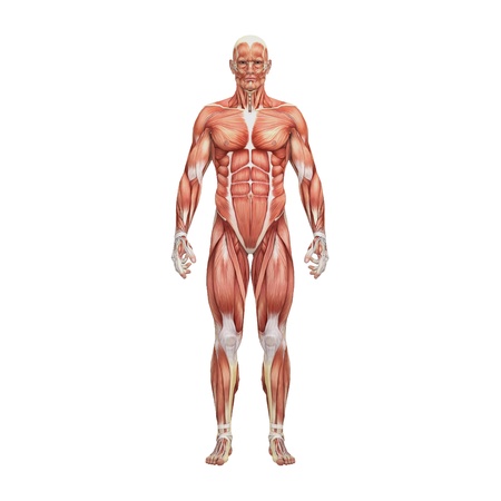 Male anatomy and musclesの写真素材