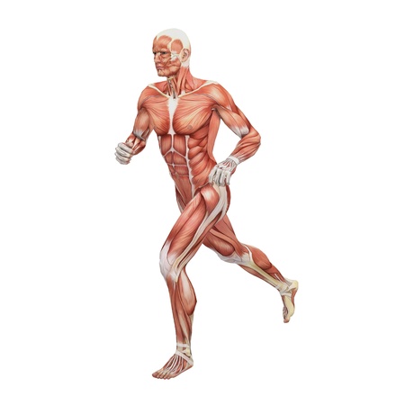 Male anatomy and musclesの写真素材