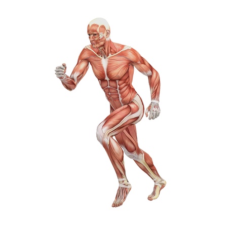 Male anatomy and musclesの写真素材