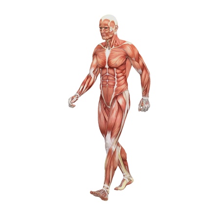 Male anatomy and musclesの写真素材