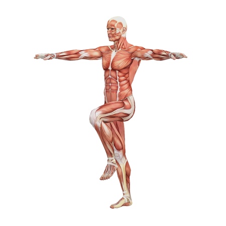 Male anatomy and musclesの写真素材