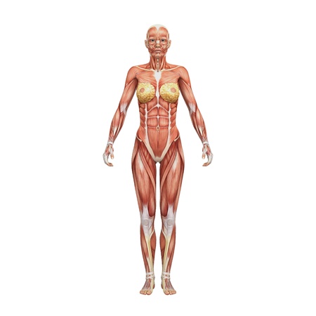 Female anatomy and musclesの写真素材