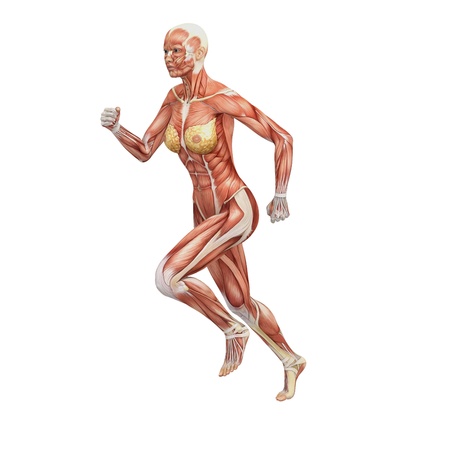 Female anatomy and musclesの写真素材